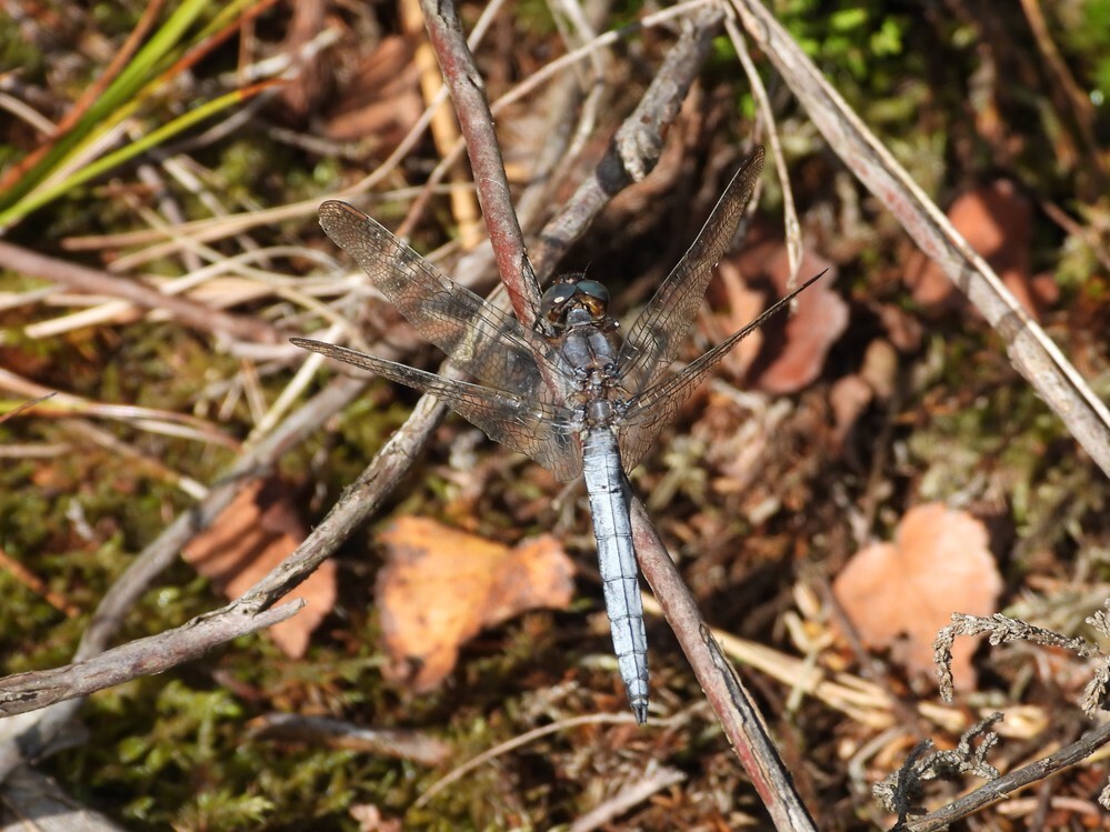 beekoeverlibelmanbrunssummerheide01092025 2