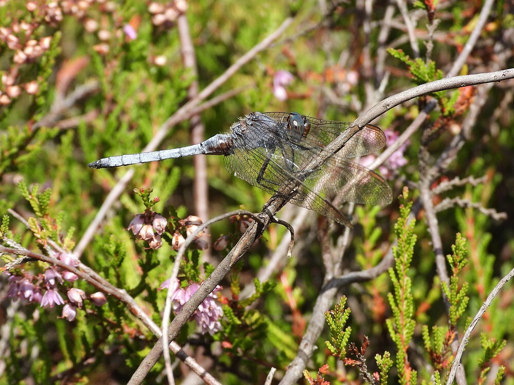 beekoeverlibelmanbrunssummerheide01092025 4