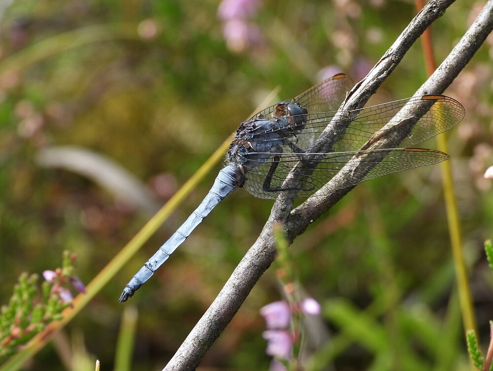 beekoeverlibelmanbrunssummerheide01092025 5