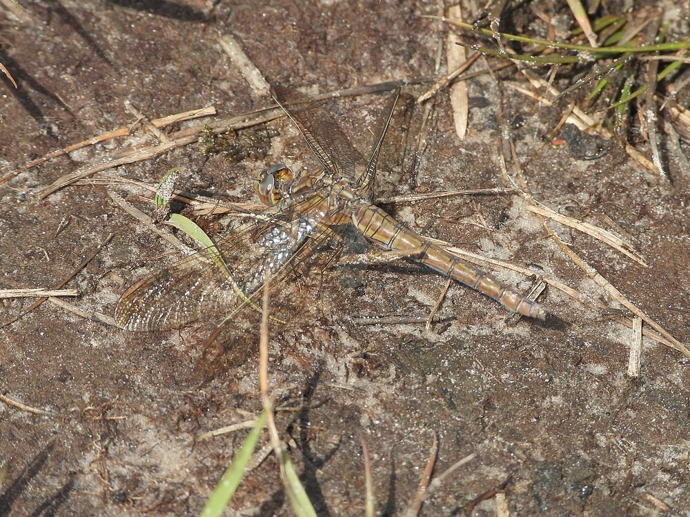 beekoeverlibelvrouwbrunssummerheide01092025 2