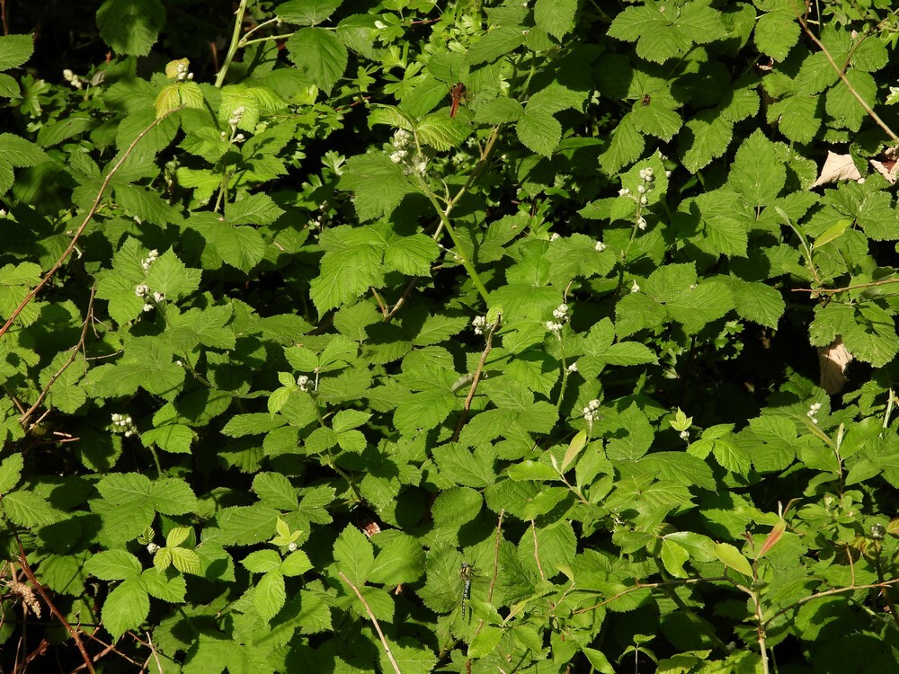 bruinekorenboutenglassnijderbotanischetuinen12052024
