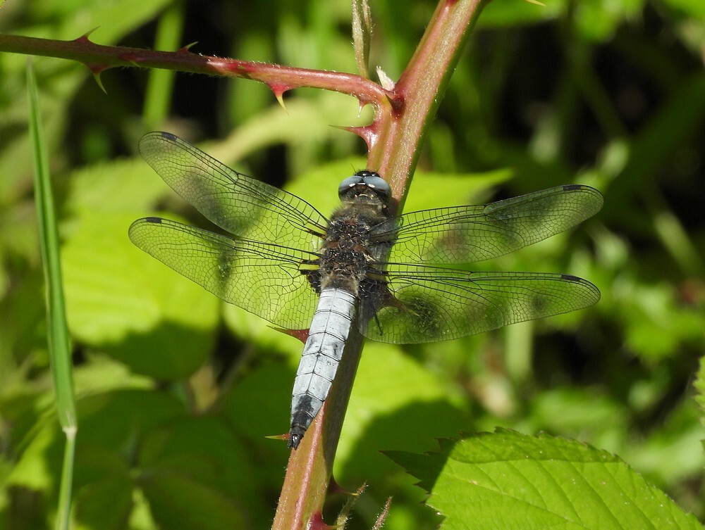 bruinekorenboutmanbotanischetuinenutrecht11062024