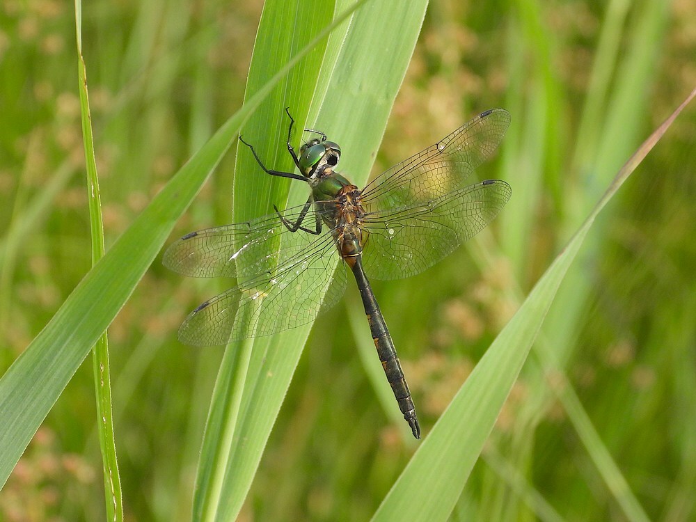 gevlekteglanslibelmanwoldlakebosweerribbensteenwijk18072025 1