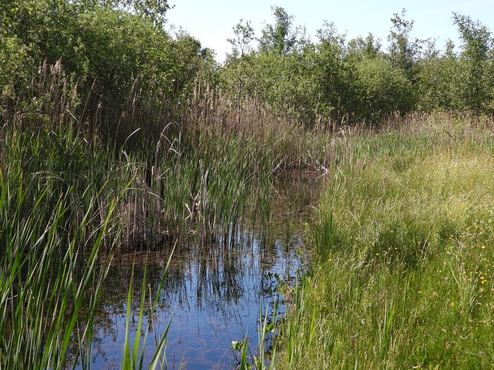gevlektewitsnuitlibelbiotoopgagelpolderutrecht20052025 1