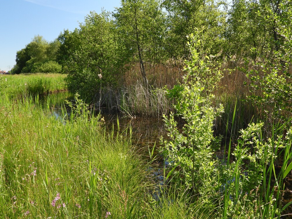 gevlektewitsnuitlibelbiotoopgagelpolderutrecht20052025 2