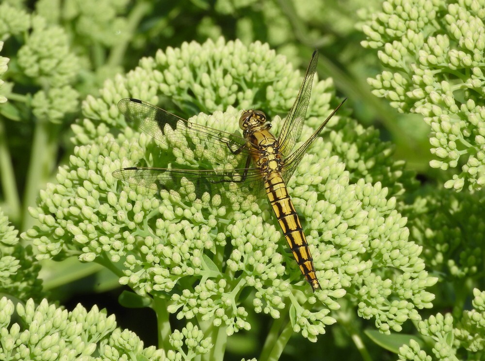 gewoneoeverlibelbotanischetuinenutrecht22072024