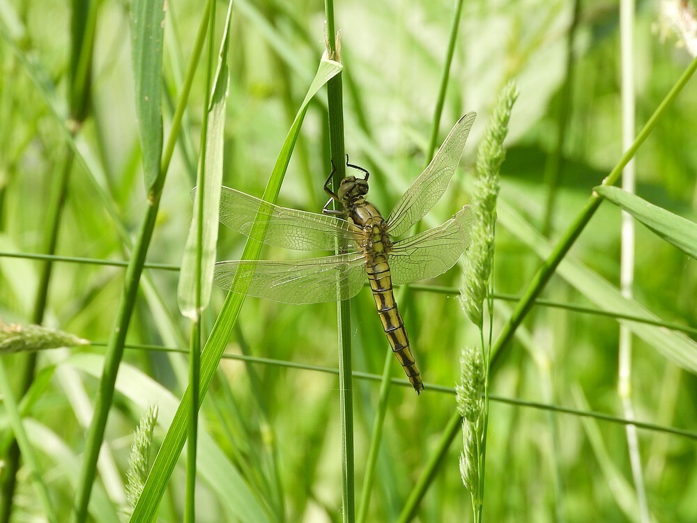gewoneoeverlibelwaterbassinbotanischetuinenutrecht19052024
