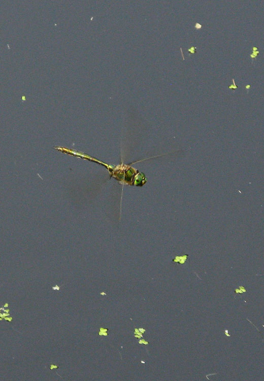 metaalglanslibel natuurlijk brabant 12062011