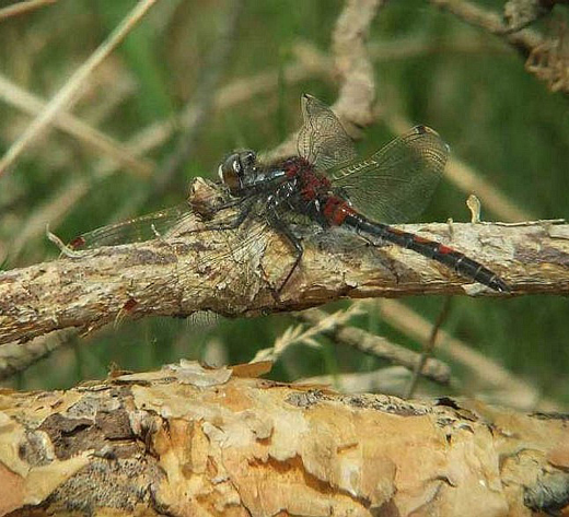 noordsewitsnuitlibelmankampina23042007
