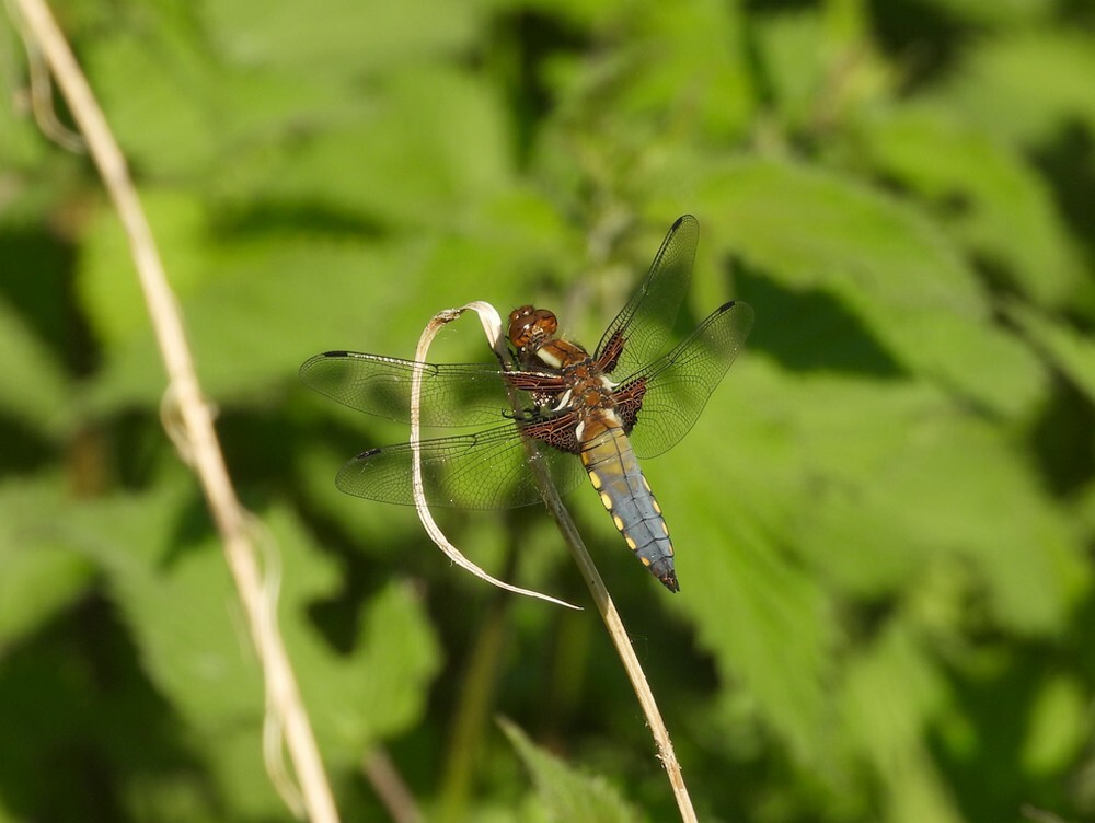 platbuikbotanischetuinenutrecht13052024