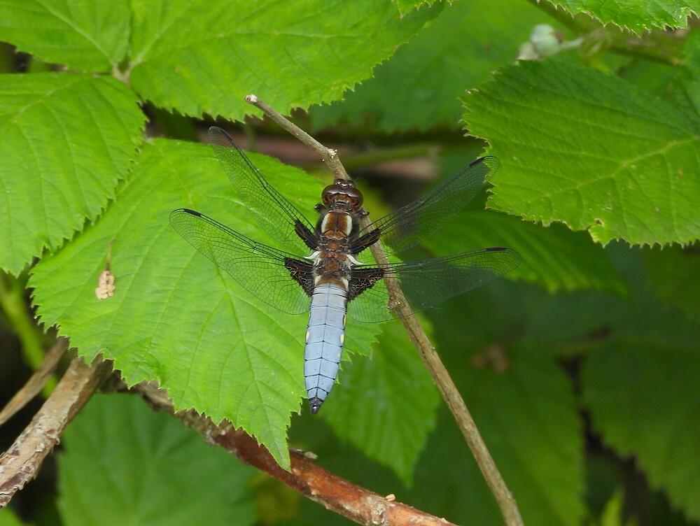 platbuikbotanischetuinenutrecht18052024