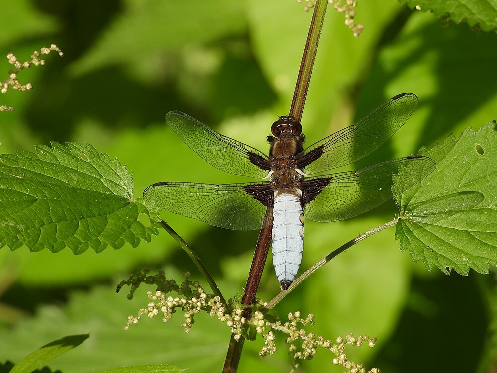 platbuikmanbotanischetuinenutrecht13062024