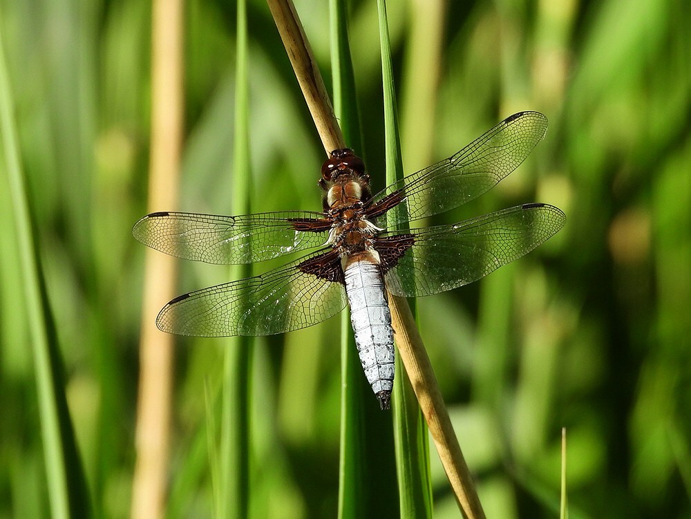 platbuikmanzouweboezem15052025