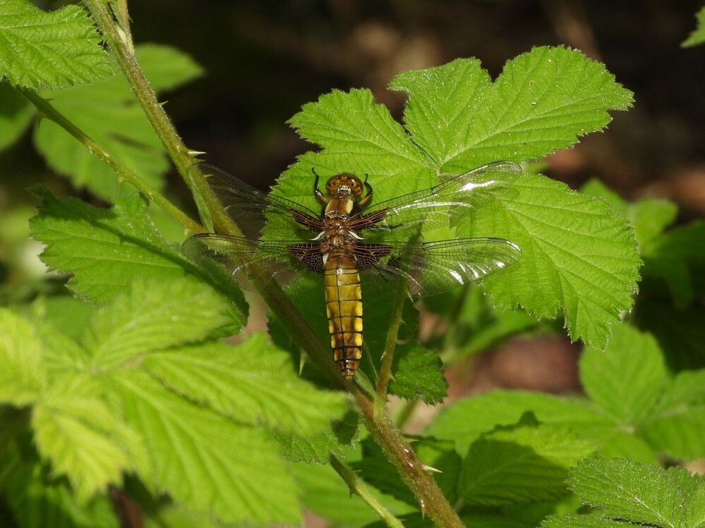 platbuikbuitenfortbotanischetuinenutrecht14042024
