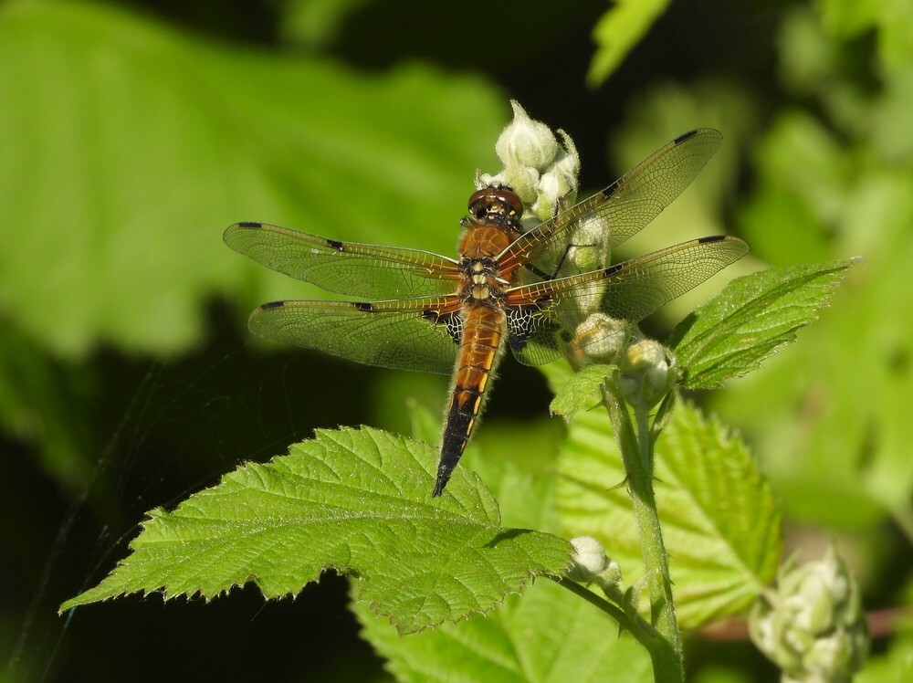viervlekbotanischetuinutrecht07052024