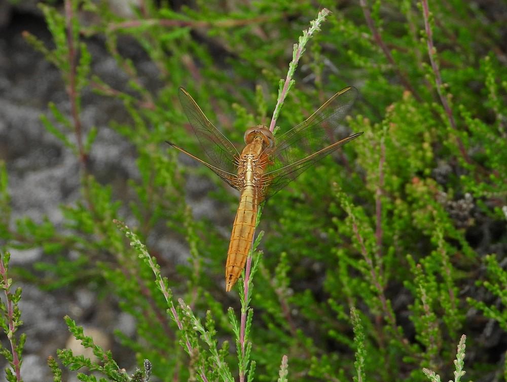 vuurlibelregteheideriel02072021 2