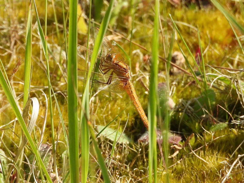 vuurlibelmaarnsezandgat12062025