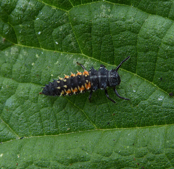 aziatischlieveheersbeestjeslarveopwilgmeerkerk14062015