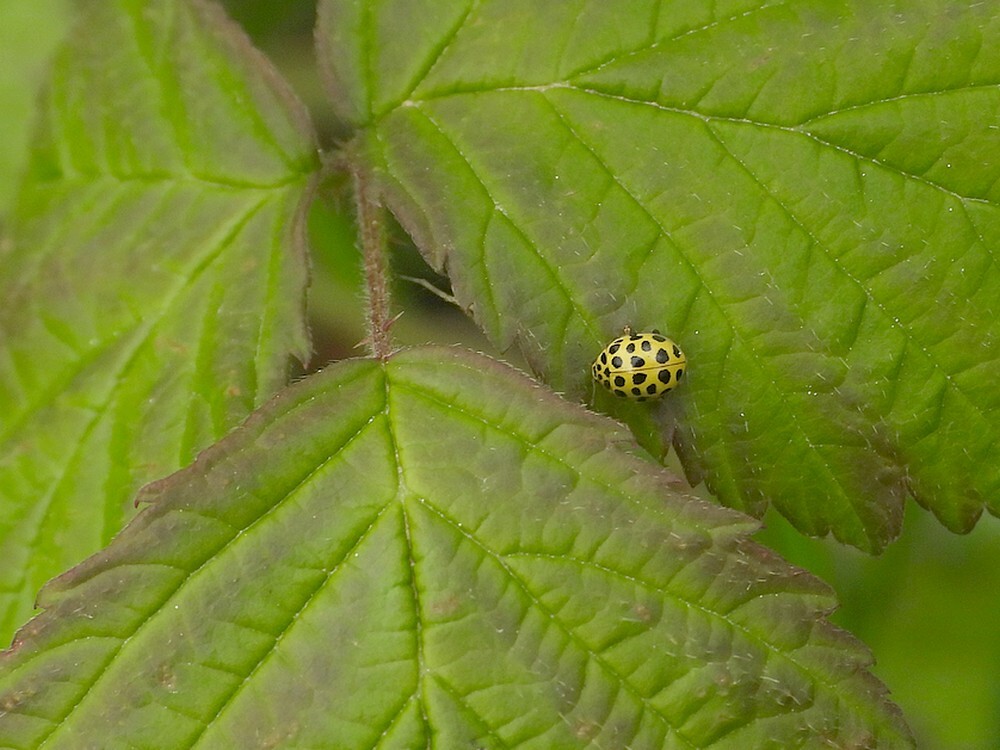 citroenlieveheersbeestjebuitenfortbotanischetuinenutrecht08042024