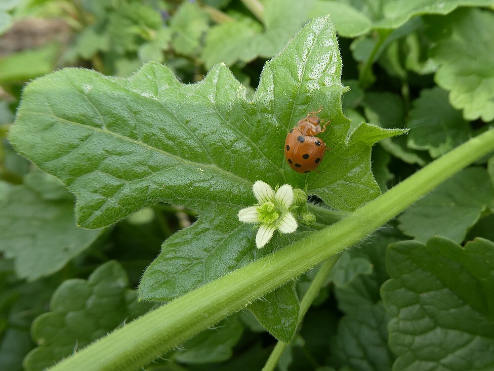 heggenranklieveheersbeestje1000opheggenrankwageningen12052018