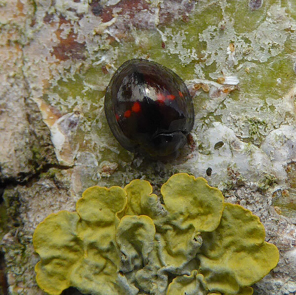 heidelieveheersbeestjeopwilgzouweboezem15062015 2