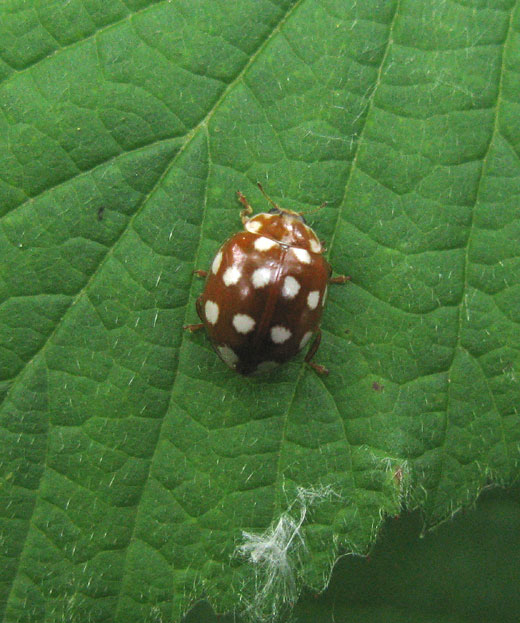 roomvleklieveheersbeestje viaanse bos 08062011 1
