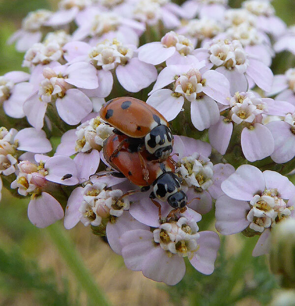 ruigtelieveheersbeestjeparingbrabantsebiesbosch11072015 2