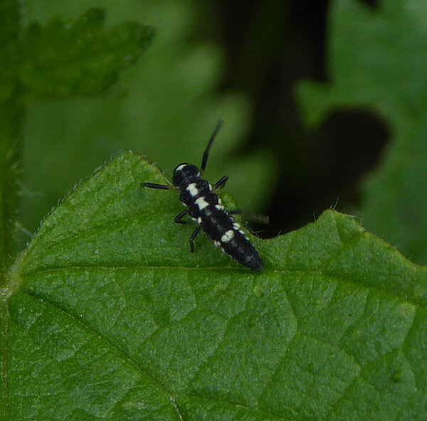 schaakbordlieveheersbeestjelarveviaansebos24062015