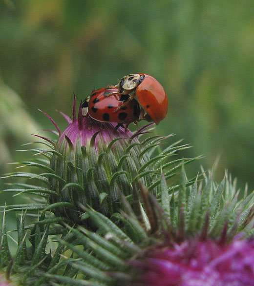 veelstippig aziatisch lieveheersbeestje op veelstekelige distel zouweboezem 06062011