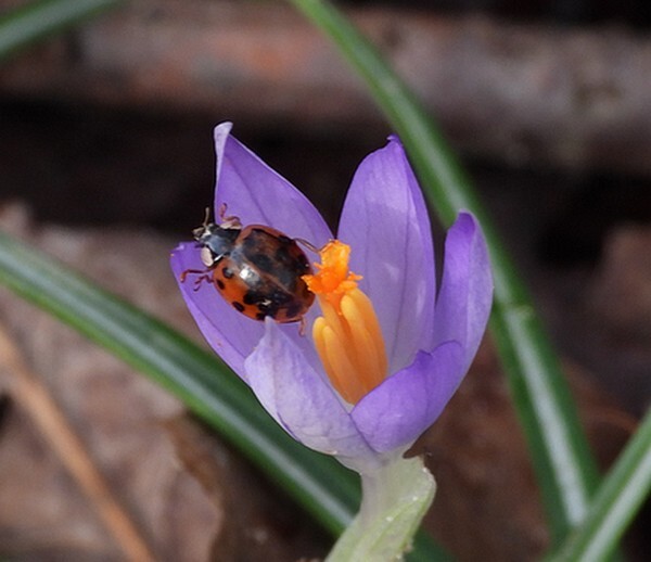 veelstippigaziatischlieveheersbeestjeopkrokusbotanischetuinenutrecht15022024