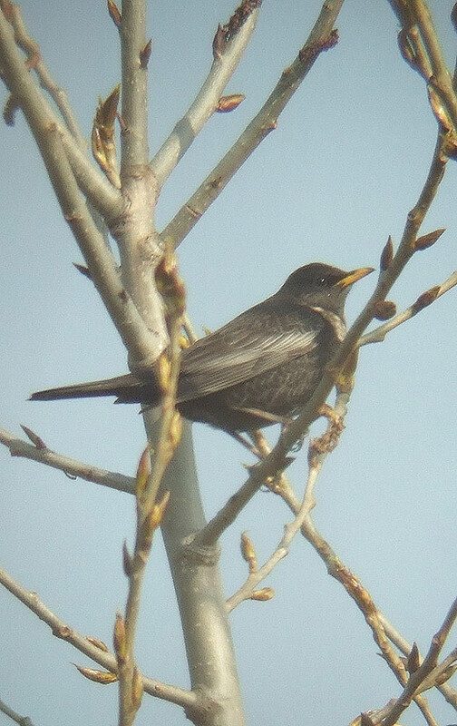 beflijster diefdijk schoonrewoerd 130410