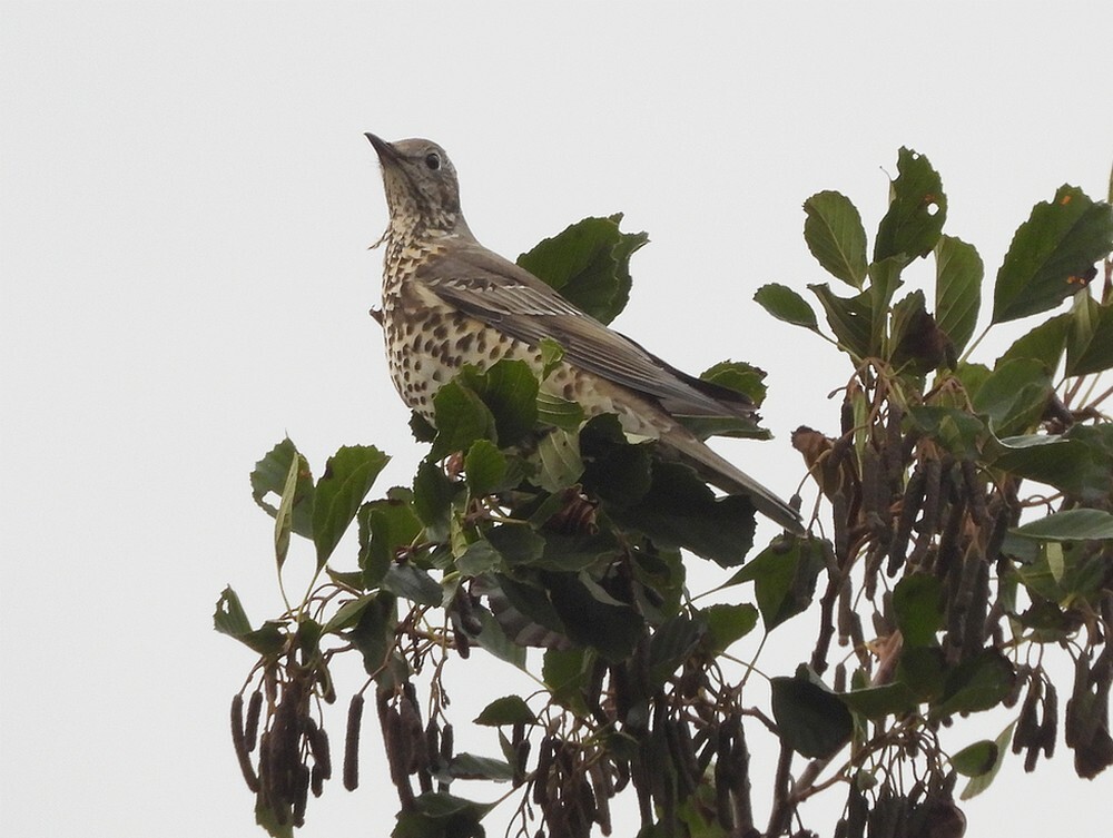 grotelijsterinzwarteelszouweboezemgebied19102025 1