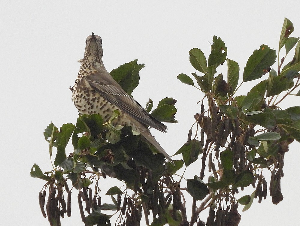 grotelijsterinzwarteelszouweboezemgebied19102025 3