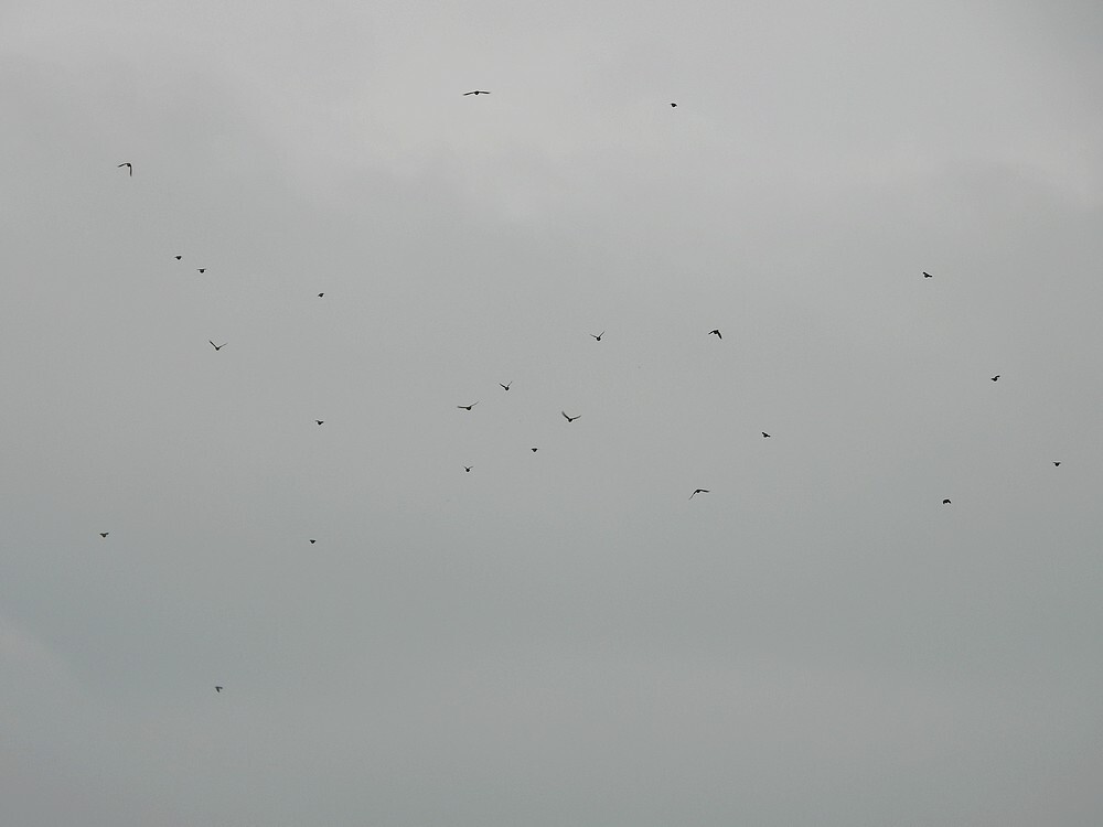 koperwiekenzouweboezemgebied13102025