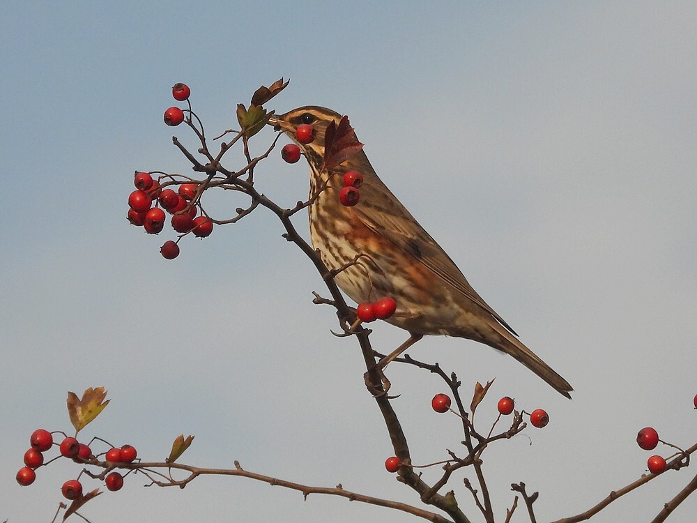 koperwiekinmeidoornzouweboezemgebied22102025 1