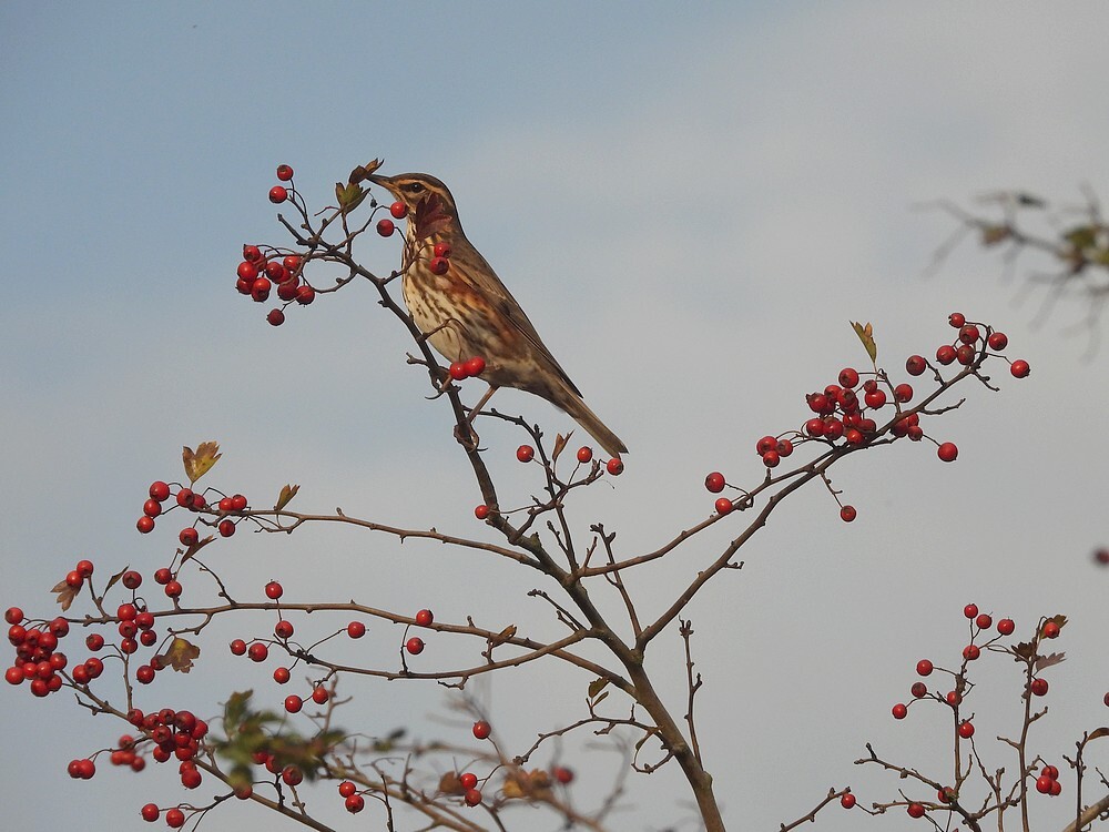 koperwiekinmeidoornzouweboezemgebied22102025 2