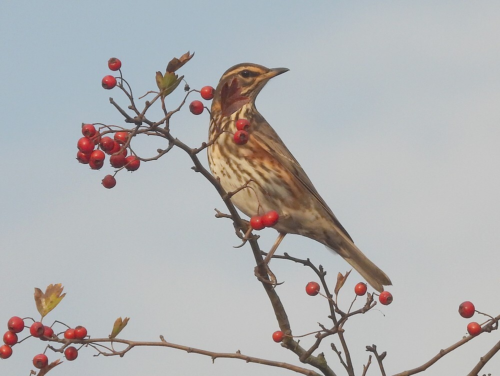 koperwiekinmeidoornzouweboezemgebied22102025 4