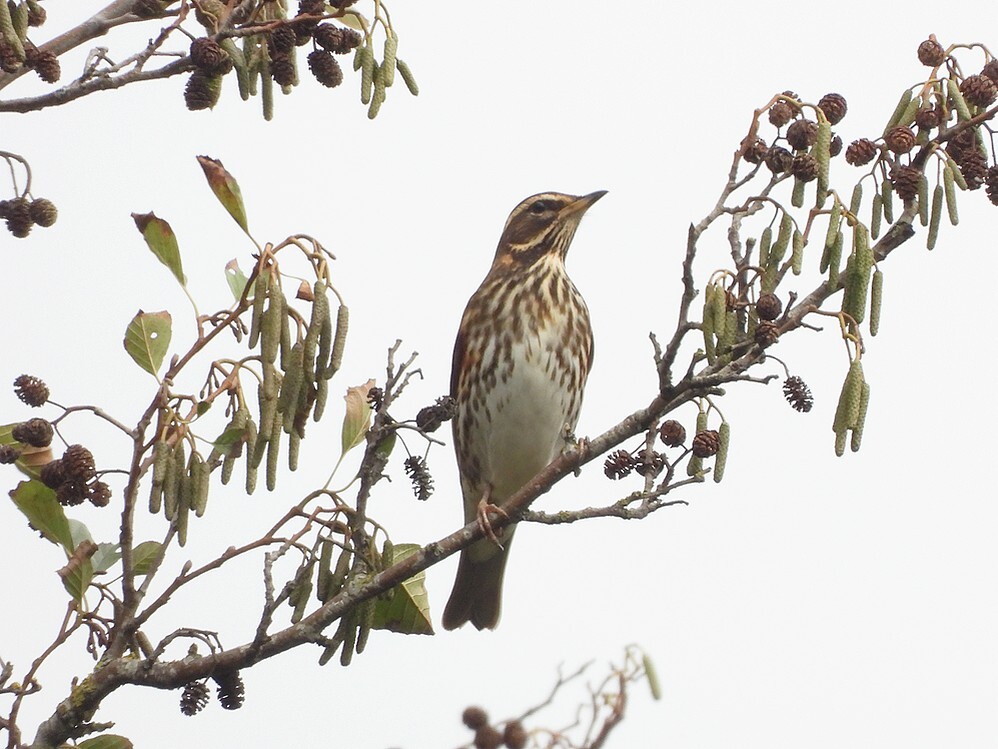 koperwiekinzwarteelszouweboezemgebied 2