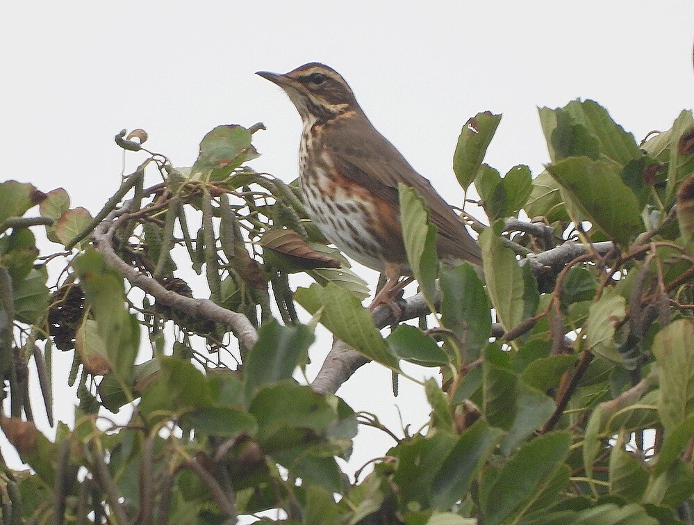 koperwiekzouweboezemgebied13102025 1