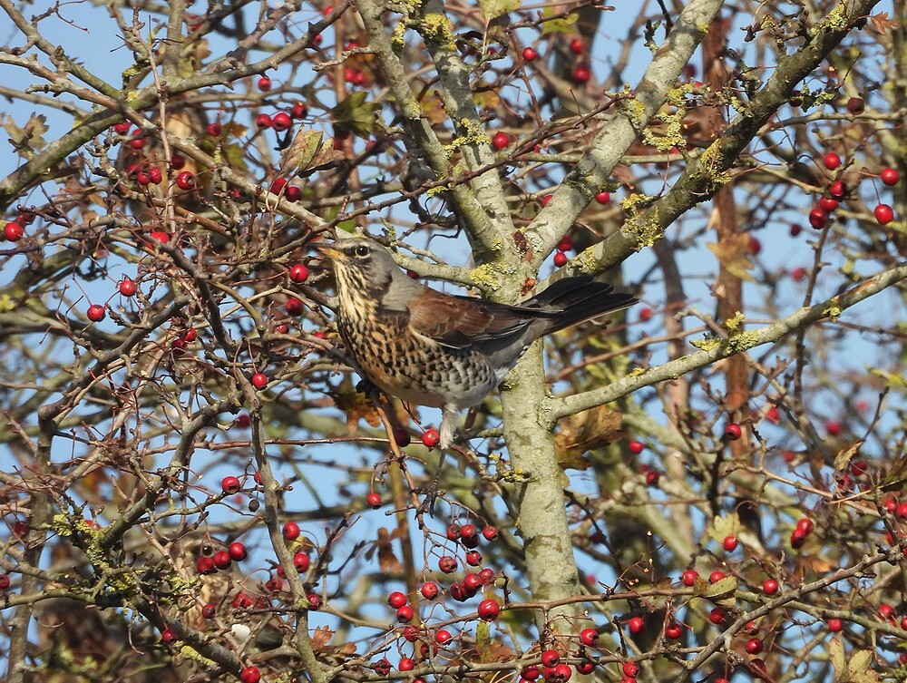 kramsvogelinmeidoornzouweboezemgebied04112025 10