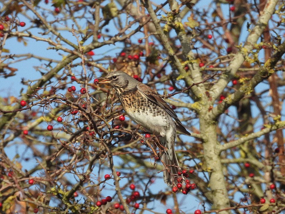 kramsvogelinmeidoornzouweboezemgebied04112025 11