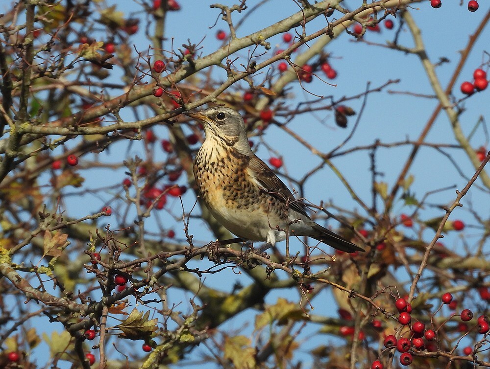 kramsvogelinmeidoornzouweboezemgebied04112025 13