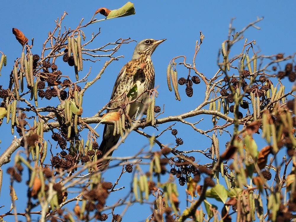 kramsvogelinzwarteelszouweboezemgebied09112025