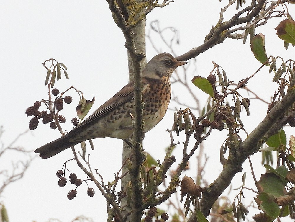 kramsvogelinzwarteelszouweboezemgebied19102025