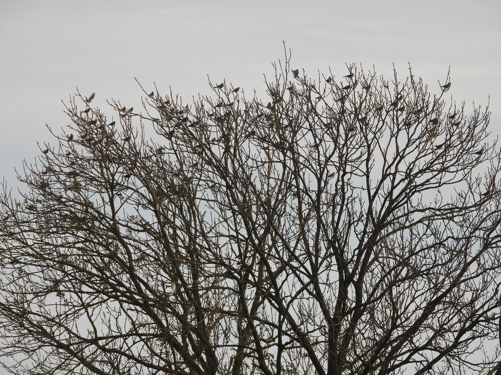 kramsvogelsinboomkruinpopulierzouweboezemgebied04112025