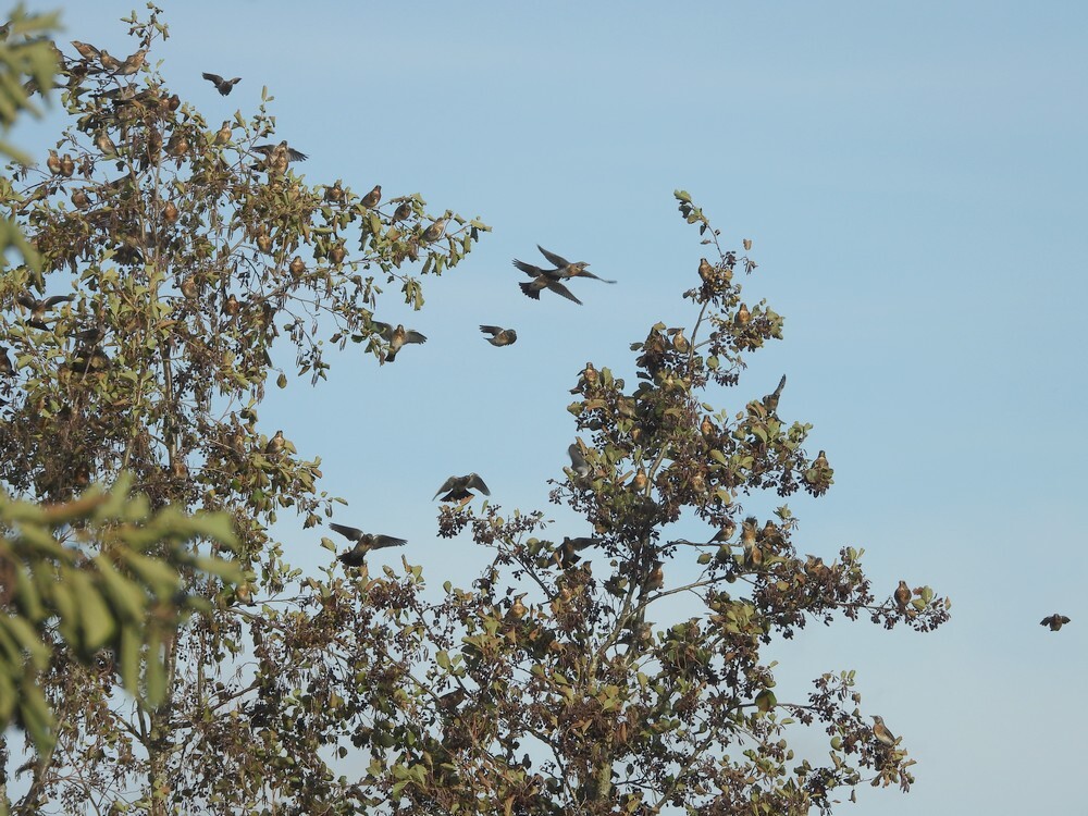 kramsvogelsinboomkruinzwarteelszouweboezemgebied04112025