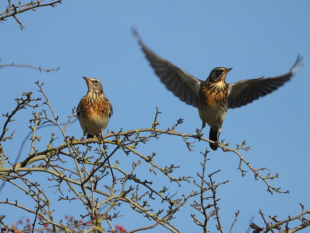 kramsvogelsinmeidoornzouweboezemgebid04112025 2