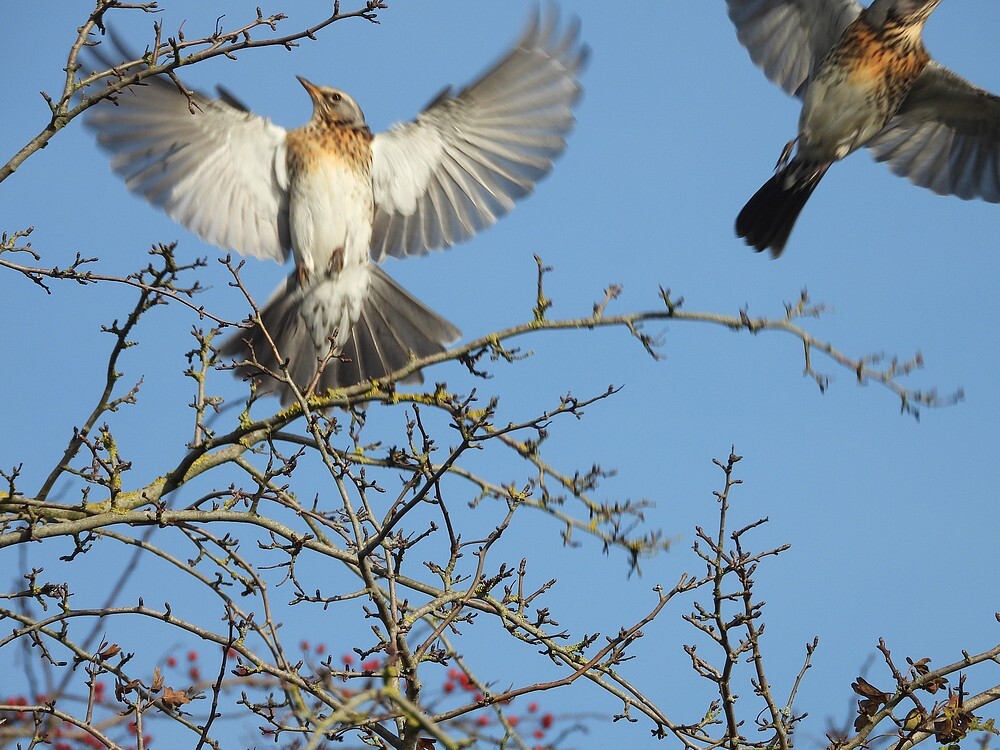 kramsvogelsinmeidoornzouweboezemgebid04112025 3