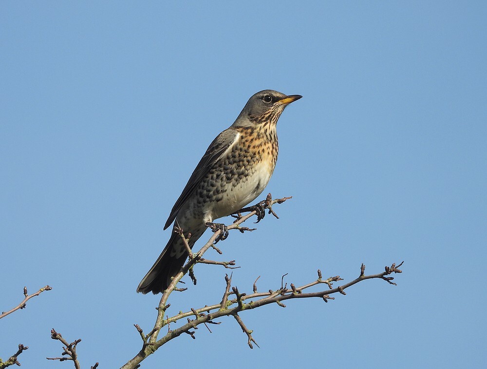 kramsvogelsinmeidoornzouweboezemgebid04112025 4