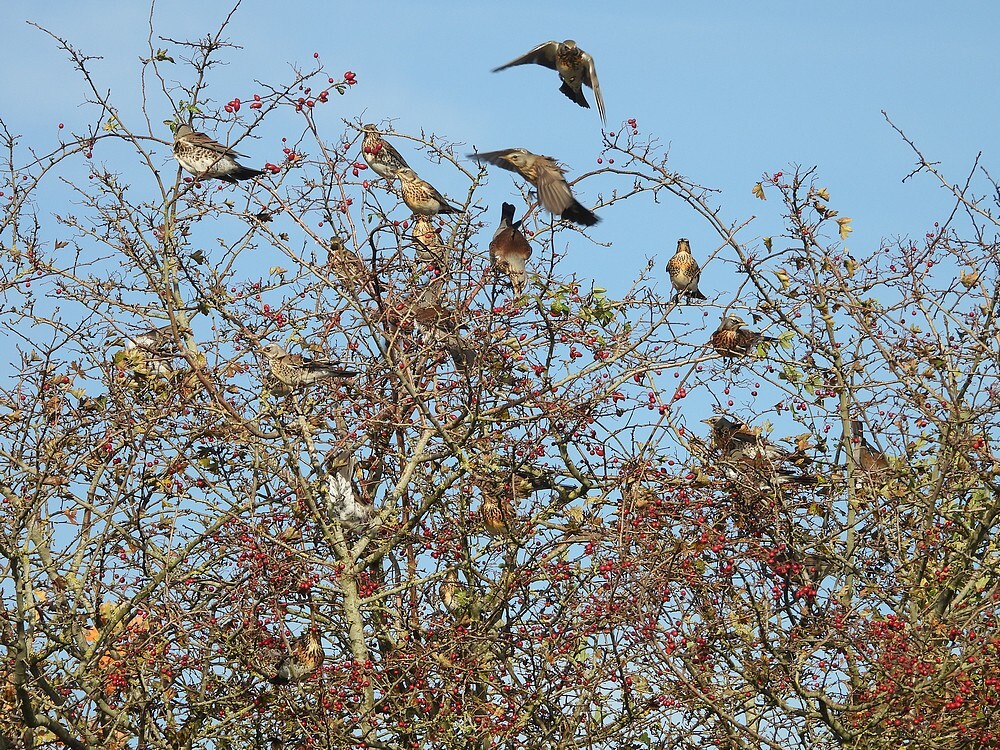 kramsvogelsinmeidoornzouweboezemgebid04112025 6